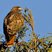 Red-tailed Hawk